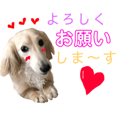 [LINEスタンプ] ランちゃんのあいさつ