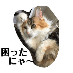 [LINEスタンプ] うちの−ねこ 2