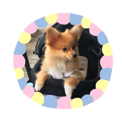 [LINEスタンプ] ポメチワ れもんちゃん