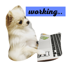 [LINEスタンプ] 愛犬marlo君