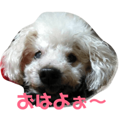 [LINEスタンプ] Angelpoo