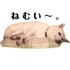 [LINEスタンプ] 白柴しろちゃん