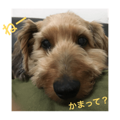 [LINEスタンプ] かわい子ちゃんたちです。