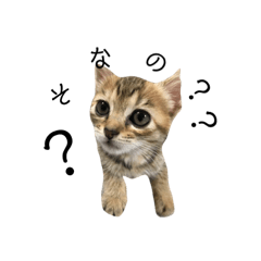 [LINEスタンプ] お返事ねこ[キナコ]2