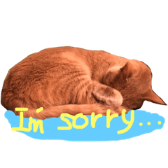 [LINEスタンプ] わが家のニャンズ達 Englis