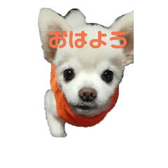 [LINEスタンプ] よんちゃん