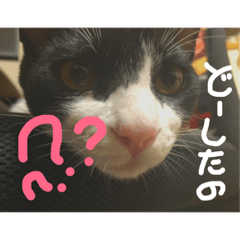 [LINEスタンプ] 猫の日常会話Part①