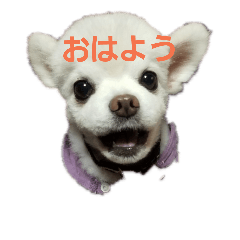 [LINEスタンプ] ヨンの仲間たち
