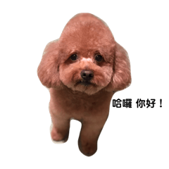 [LINEスタンプ] 毎日Rocky.niniで