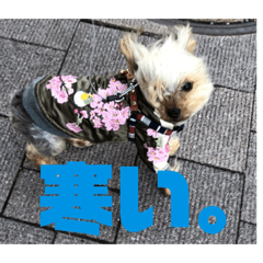[LINEスタンプ] ひゅういのスタンプ