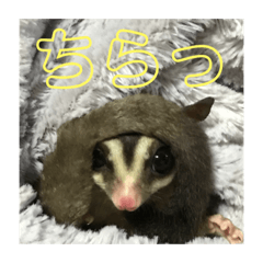 [LINEスタンプ] フクロモモンガのはづきちくん