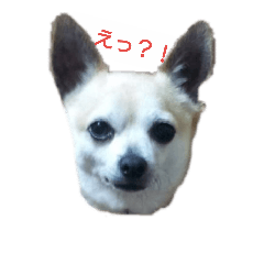 [LINEスタンプ] 我が家のわんちゃんで日常会話