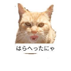 [LINEスタンプ] こじにゃ