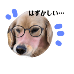 [LINEスタンプ] ゴールデンのニコと仲間たちの日常