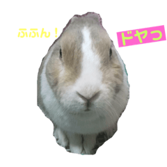 [LINEスタンプ] かわいい我が家のうさぎ達