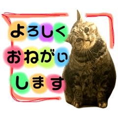 [LINEスタンプ] ユミの猫2