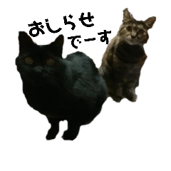 [LINEスタンプ] 我が家の猫様①あずきあんこごま（文字あり