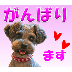 [LINEスタンプ] ミニチュアシュナウザーの日常会話