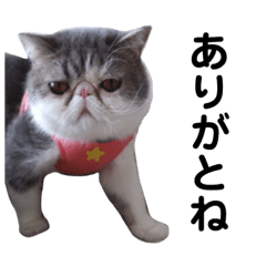[LINEスタンプ] ゆずとぽん太