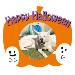 [LINEスタンプ] ハナとチーズでハロウィン