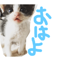 [LINEスタンプ] くうちゃんスペシャル