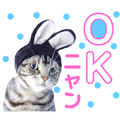 [LINEスタンプ] sima-sima nekoのスタンプ