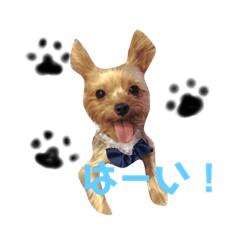 [LINEスタンプ] くーちゃんのはっぴースタンプ