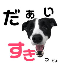 [LINEスタンプ] ボーダーコリー(虎丸くん)