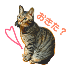 [LINEスタンプ] 日常で使えるスタンプ(猫)