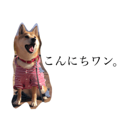 [LINEスタンプ] 澤田家四兄妹