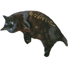 [LINEスタンプ] 黒猫ぱふぃーちゃん