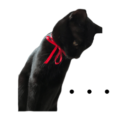 [LINEスタンプ] うち の ねこ