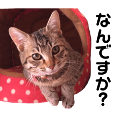 [LINEスタンプ] 愛猫そらくんのスタンプ