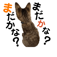 [LINEスタンプ] ギジトラねこの茶々丸くん