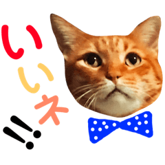 [LINEスタンプ] ユミの猫3