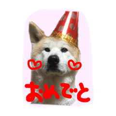 [LINEスタンプ] 秋田犬とまとfamily⑥