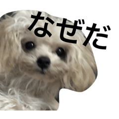 [LINEスタンプ] トイプードルのチピ