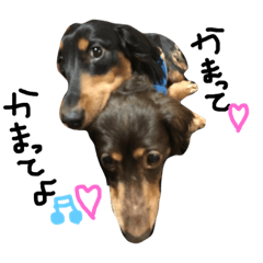 [LINEスタンプ] わたしのハンサム犬達