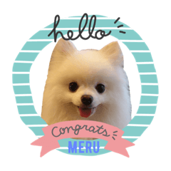 [LINEスタンプ] 白ポメ「MERU」メル〜No.002