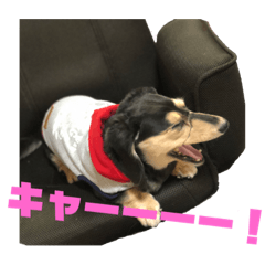[LINEスタンプ] ピュア ちゃん