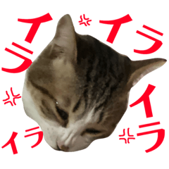 [LINEスタンプ] ココと仲間たち④