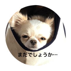 [LINEスタンプ] Tofuの気持ち