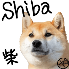 [LINEスタンプ] 柴犬やまと (英語バージョン)