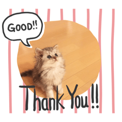[LINEスタンプ] エリーのスタンプ