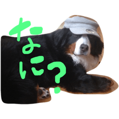 [LINEスタンプ] バーニーズマウンテンドッグ☆メルちゃん