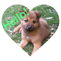 [LINEスタンプ] 犬ときどきうさぎ