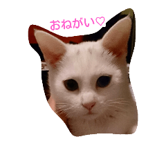 [LINEスタンプ] 癒しの白ネコ