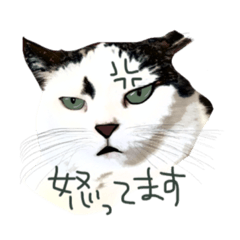 [LINEスタンプ] みゅうとしゃけのぬくぬくびより2