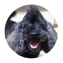 [LINEスタンプ] 愛犬ロディのスタンプ！