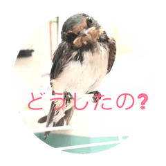 Japanese wild-bird